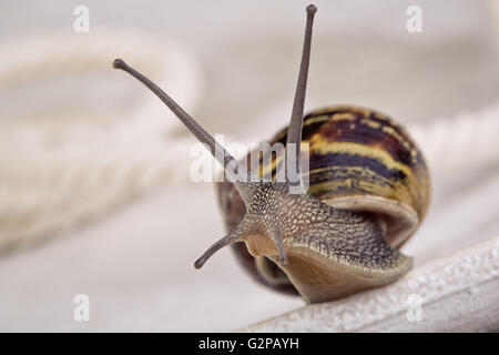 Snail strisciando sul tavolo, guardando intorno curiosamente Foto Stock