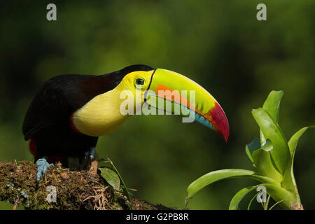 Chiglia fatturati toucan mostra off il suo becco colorato mentre appollaiate su un ramo nella foresta pluviale del Costa Rica. Foto Stock