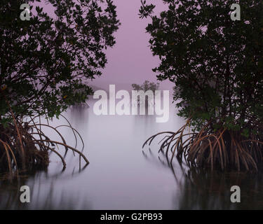 Una calma e tranquilla mattinata nebbiosa su una florida litorale di mangrovie. Foto Stock