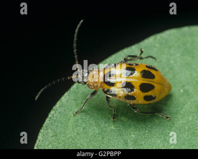 Macchiato il cetriolo beetle, Diabrotica undecimpunctata, adulti con phoretic acari Foto Stock