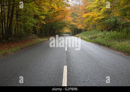 Strada che corre attraverso il bosco autunnale, vicino Stow-su-il-Wold, Cotswolds, Gloucestershire, England, Regno Unito, Europa Foto Stock