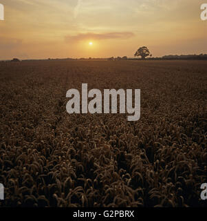 L'arancio caldo bagliore del sole che tramonta su un maturo il grano raccolto al tempo del raccolto, Berkshire, Agosto Foto Stock