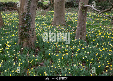 Miniatura daffodil Narciso tete-a-tete nel bosco, vicino Naunton, Cotswolds, Gloucestershire, England, Regno Unito, Europa Foto Stock