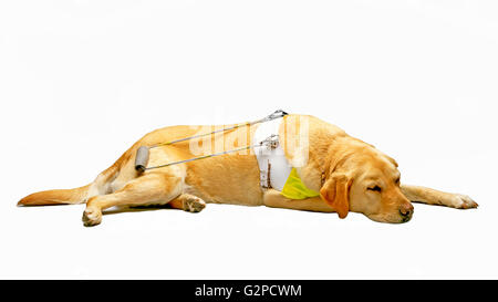 Cane Guida i cani guida per ciechi Foto Stock