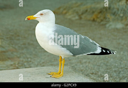 Zampe gialle GABBIANO GABBIANO GABBIANO Foto Stock