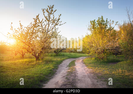 Lonely fioritura degli alberi da frutto in giardino con la strada rurale al tramonto in primavera. Foto Stock