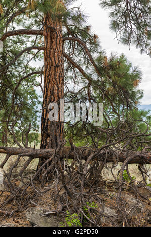 Auto-guidato terreno del deserto a piedi a NK'MIP deserto Centro Culturale a spirito Ridge Resort, Osoyoos BC Canada. Foto Stock