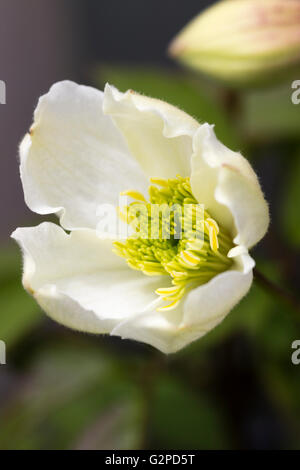 Apertura bud della vigorosa hardy scalatore, Clematis montana var. sericea, solitamente venduti come C. spooneri. Foto Stock