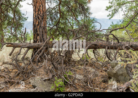 Auto-guidato terreno del deserto a piedi a NK'MIP deserto Centro Culturale a spirito Ridge Resort, Osoyoos BC Canada. Foto Stock