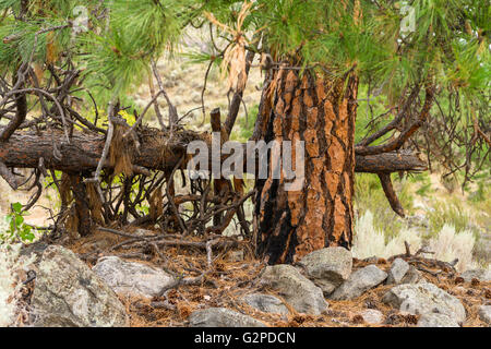 Pino Ponderosa sul self-guidato terreno del deserto a piedi a NK'MIP deserto centro culturale, Osoyoos BC Canada. Foto Stock