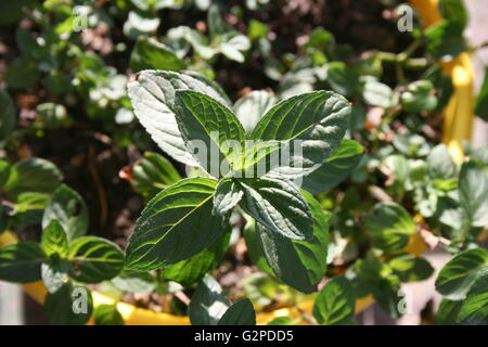 Pedilanthus Tithymaloides Nana, Verde Devil's Backbone o menta. Impianto in una pentola da vicino Foto Stock