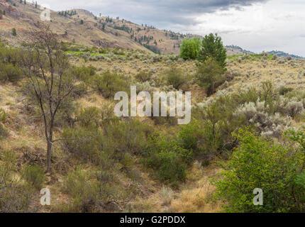 Auto-guidato terreno del deserto a piedi a NK'MIP deserto Centro Culturale a spirito Ridge Resort, Osoyoos BC Canada. Foto Stock