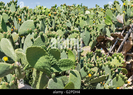 Blooming cactus Coccinellifera plantation outdoor in Paphos, Cipro. Foto Stock