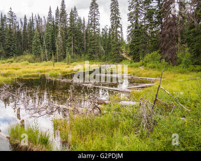 Beaver Pond, sul Beaver Pond Trail, un'area di sosta sull'autostrada 3 a E. C. Manning Provincial Park, British Columbia, Canada Foto Stock