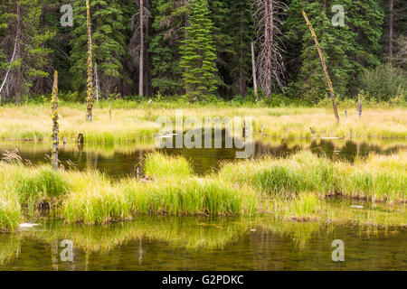 Beaver Pond, sul Beaver Pond Trail, un'area di sosta sull'autostrada 3 a E. C. Manning Provincial Park, British Columbia, Canada Foto Stock