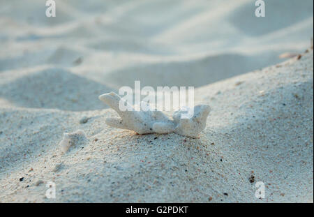 Coral macerie formata dal vecchio morti coralli che viene lavato fino sulla spiaggia Foto Stock