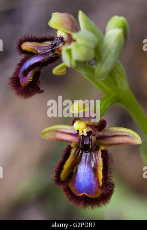 Orchid denominato Specchio orchidea. Ophrys speculum o Ophrys ciliata. Foto Stock