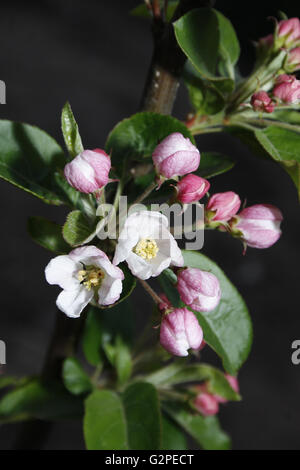 Apple Blossom su crab apple " Red Sentinel' Malus Foto Stock