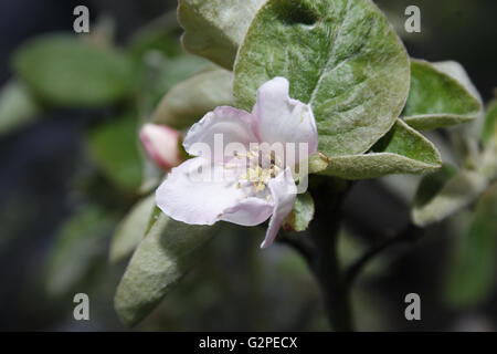 Chiudere l immagine della mela cotogna blossom Cydonia oblonga Foto Stock