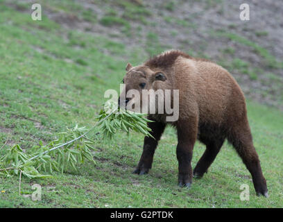 Berlino, Germania. 02Giugno, 2016. Takin 'Bolek' sta nel suo involucro in corrispondenza del Tierpark zoo di Berlino in Germania, 02 giugno 2016. Lui e suo fratello hanno ciascuno un ora sponsor: i sindaci quartiere di Lichtenberg e Friedrichshain-Kreuzberg. Foto: PAOLO ZINKEN/dpa/Alamy Live News Foto Stock