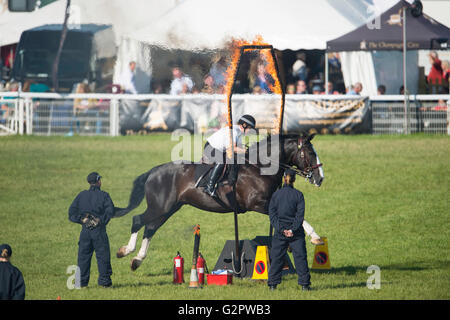 Shepton Mallet, UK. 2 Giugno, 2016. display montato presso il bagno e West Show 2016. James Thomas/Alamy Live News Foto Stock