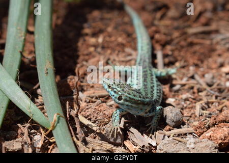 Close up Podarcis Pityusensis Formenterae lizard Foto Stock