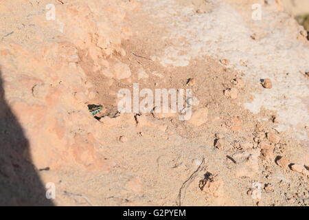 Podarcis Pityusensis Formenterae studiando fuori del nido Foto Stock