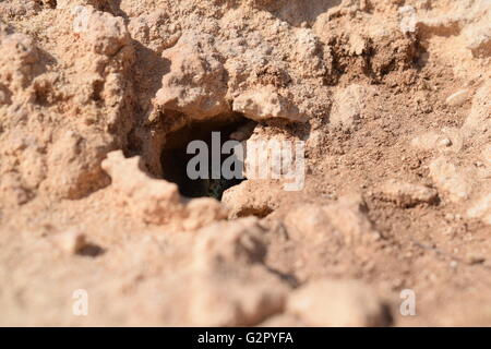 Podarcis Pityusensis Formenterae lizard nascondere nel foro di nido Foto Stock