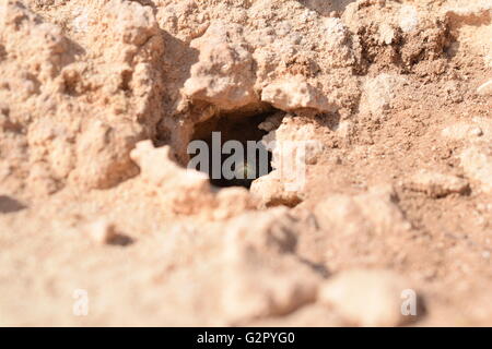 Guardando verso il basso il nido di nasconde Podarcis Pityusensis Formenterae lizard Foto Stock