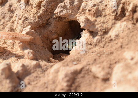 Podarcis pityusensis formenterae lizard guardando fuori dal nido in rock Foto Stock