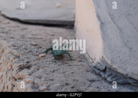 Podarcis Pityusensis Formenterae lizard Foto Stock