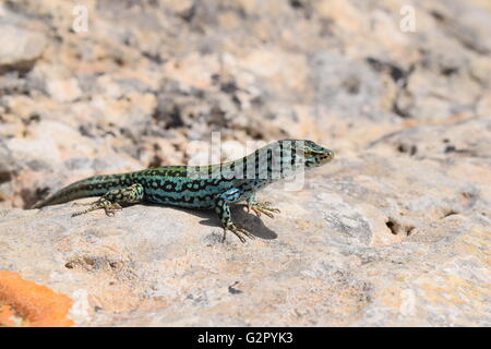 Podarcis Pityusensis Formenterae lizard in appoggio su pietra Foto Stock