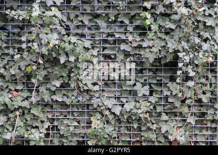 Foglie / hedge / cespuglio incolto attraverso la recinzione metallica Foto Stock