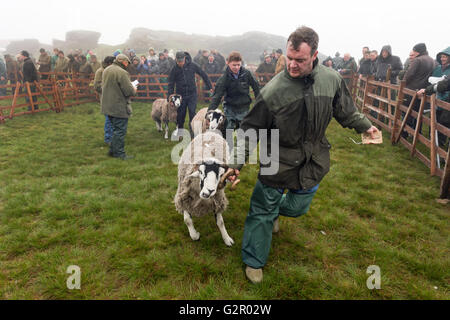 Un concorrente vincente lascia il ring in 63rd Tan Hill Open Swaledale Spettacolo delle Pecore 2016, vicino a Richmond, North Yorkshire, Regno Unito Foto Stock