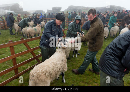 I concorrenti di essere giudicato in 63rd Tan Hill Open Swaledale Spettacolo delle Pecore 2016, North Yorkshire, Regno Unito Foto Stock