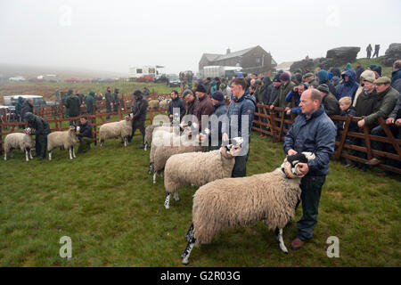 I concorrenti in 63rd Tan Hill Open Swaledale Spettacolo delle Pecore 2016, vicino a Richmond, North Yorkshire, Regno Unito Foto Stock