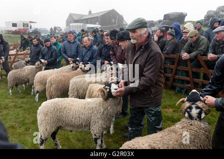 I concorrenti in 63rd Tan Hill Open Swaledale Spettacolo delle Pecore 2016, vicino a Richmond, North Yorkshire, Regno Unito Foto Stock