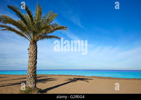 Denia spiaggia di Las Marinas palme nel mediterraneo di Alicante Spagna Foto Stock