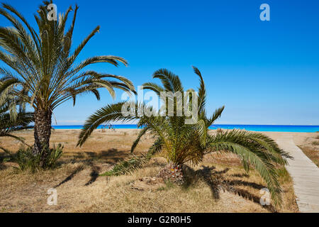Spiaggia di Las Marinas palme in Denia a Alicante provincia della Spagna Foto Stock