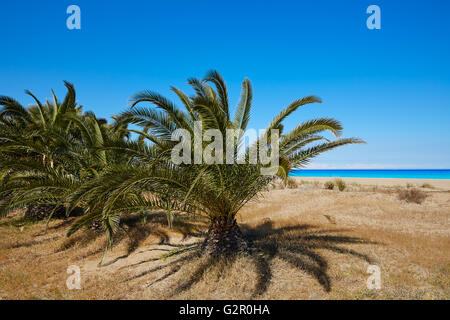 Spiaggia di Las Marinas palme in Denia a Alicante provincia della Spagna Foto Stock