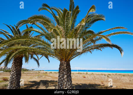 Spiaggia di Las Marinas palme in Denia a Alicante provincia della Spagna Foto Stock