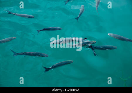 Cefali pesci scuola in marina al mare Mediterraneo Foto Stock