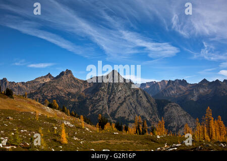 WASHINGTON - i larici in autunno colori nel Okanogan-Wenatchee Foresta Nazionale di seguito Maple Pass nel North Cascades. Foto Stock