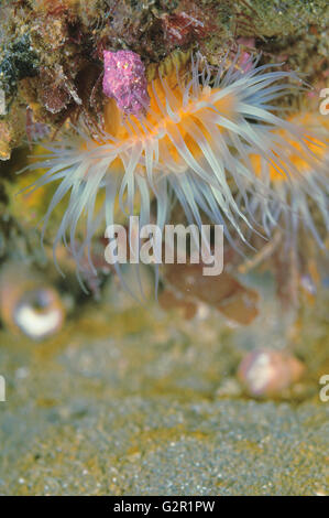 Bianco-tentacled anemoni Foto Stock