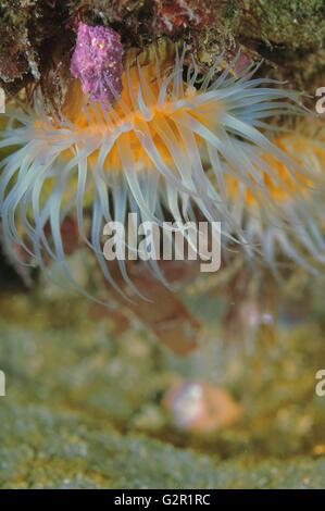 Bianco-tentacled anemoni Foto Stock