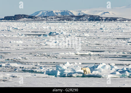 Un grande orso polare Ursus arctos si muove tra il mare di fusione di ghiaccio in Artico Canadese vicino a Ellesmere Isola vicino all'altezza dell'estate Foto Stock