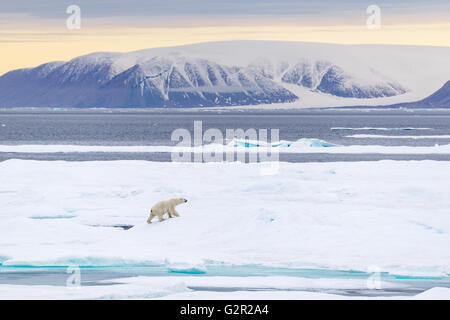Un maschio di orso polare Ursus arctos camminando sul mare di ghiaccio in Artico Canadese vicino Isola Baffin Foto Stock