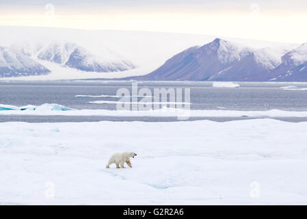 Un maschio di orso polare Ursus arctos camminando sul mare di ghiaccio in Artico Canadese vicino Isola Baffin Foto Stock