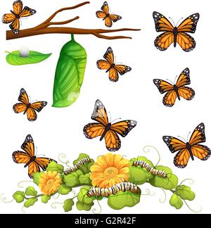 Diverse fasi di butterfly illustrazione Illustrazione Vettoriale