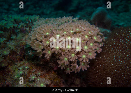 Soft Coral, Xeniidae, dal Mare della Cina del Sud, Triangolo di corallo, Brunei. Foto Stock